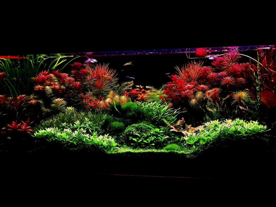 Голландский аквариум травник