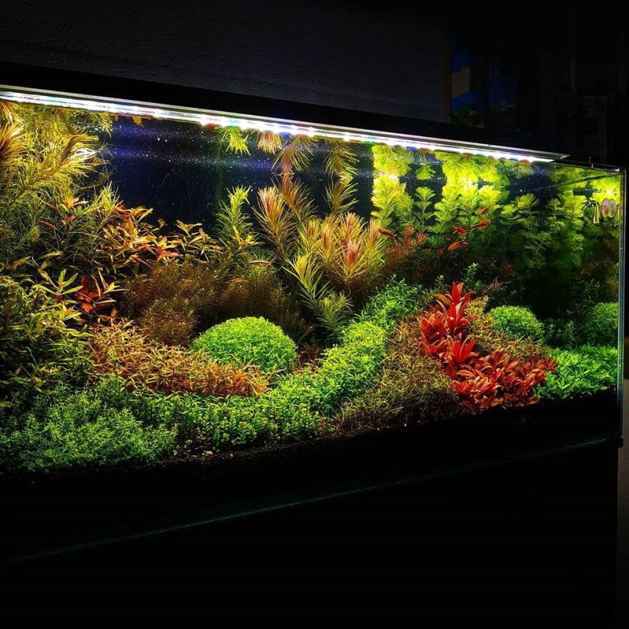 Аквариум травник голландский аквариум