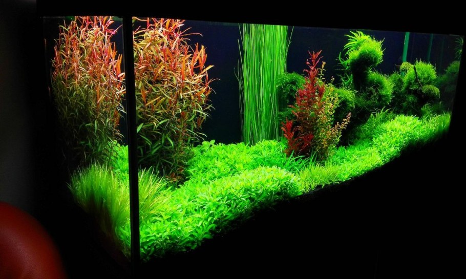 Барбус суматранский биотоп