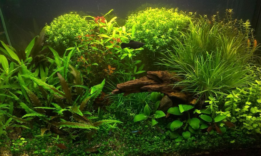 Красивые аквариумы травники