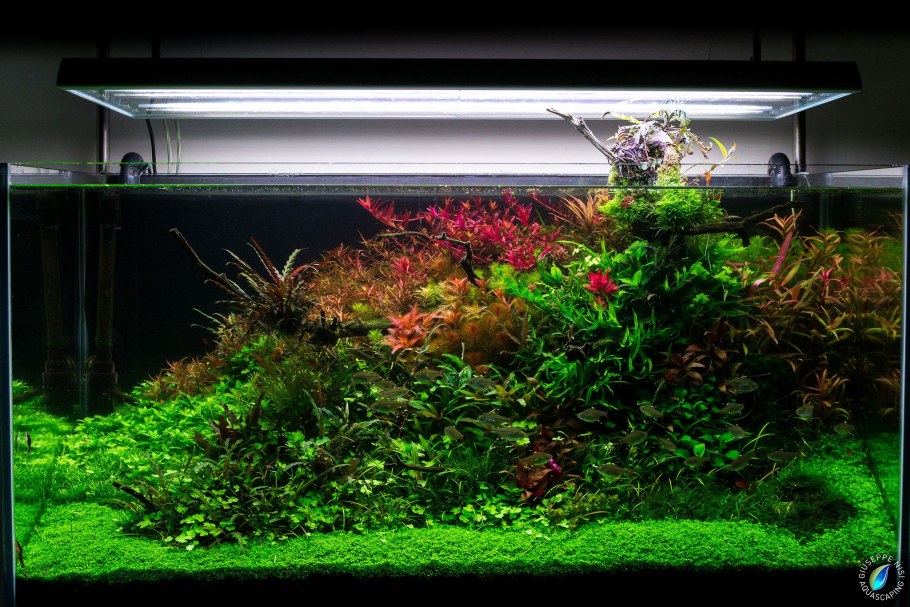 Голландский аквариум травник