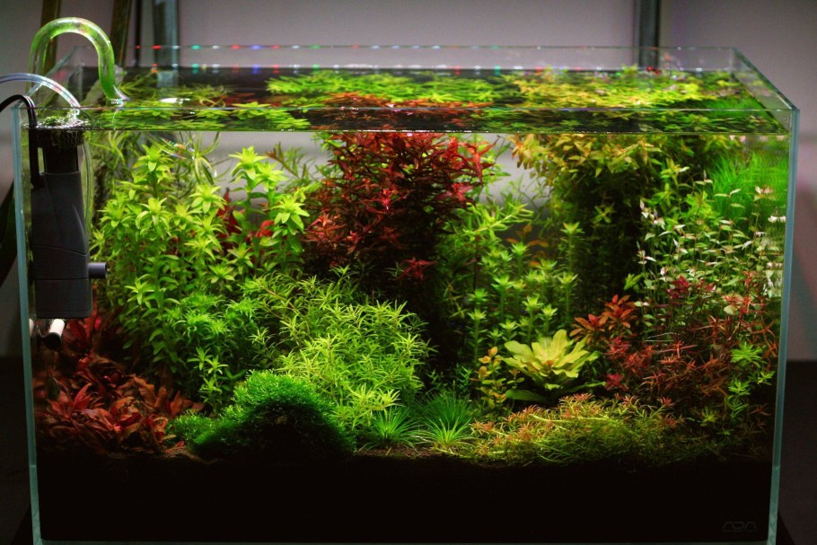 Аквариум акваскейп голландский