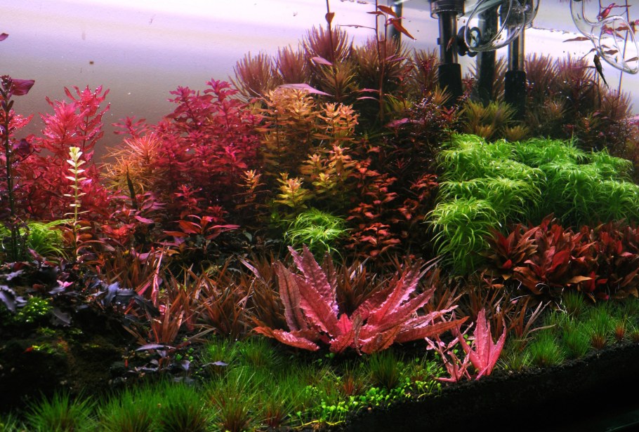 Ротала макрандра красная