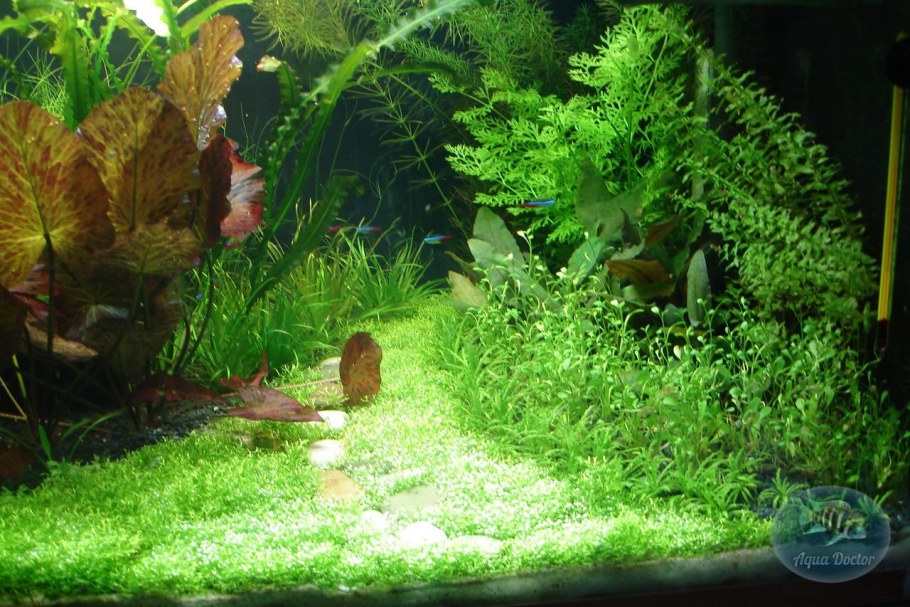 Голландский аквариум травник