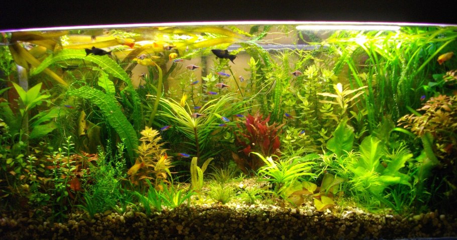 Травник аквариумные растения