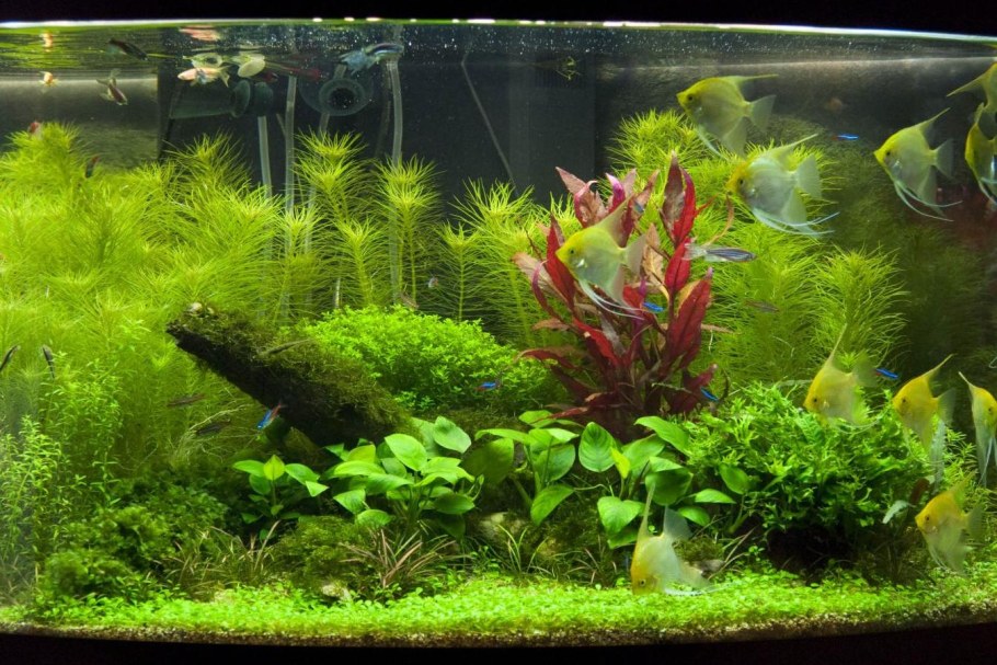 Аквариум травник с рыбами