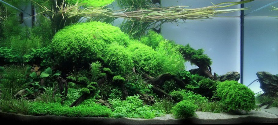 Акваскейп медленный травник