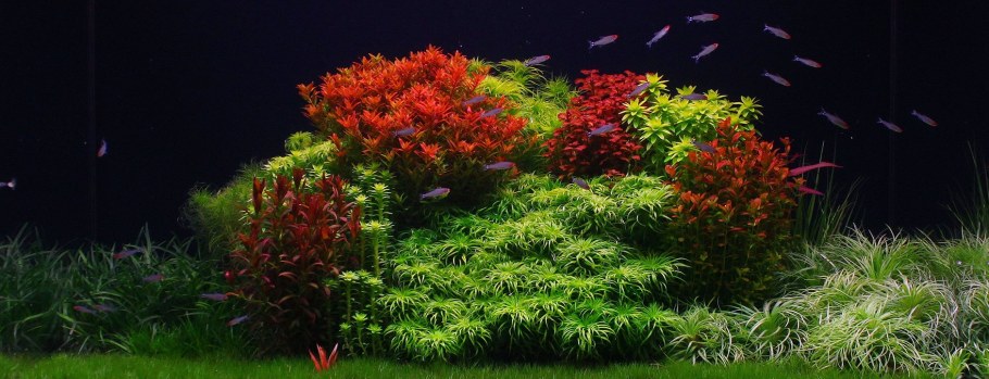 Голландский аквариум травник