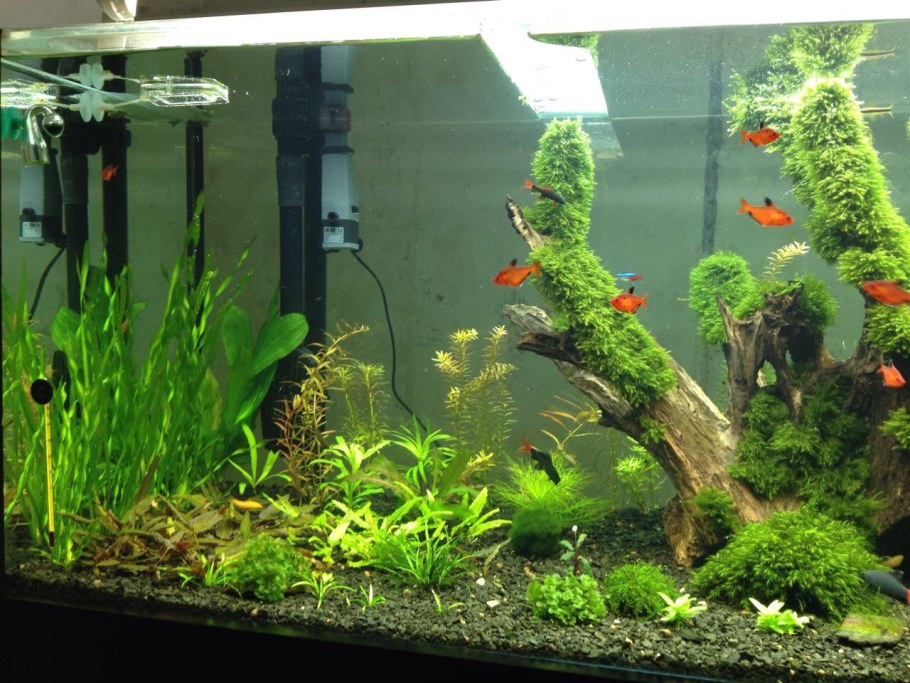 Красивый травник