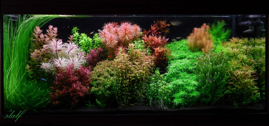 Голландский аквариум травник