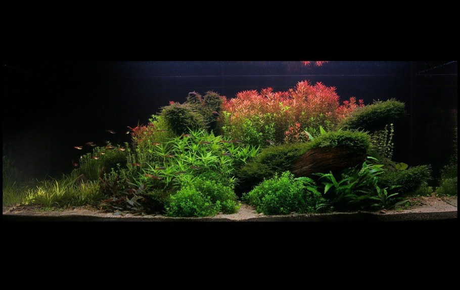Травник аквариум акваскейп