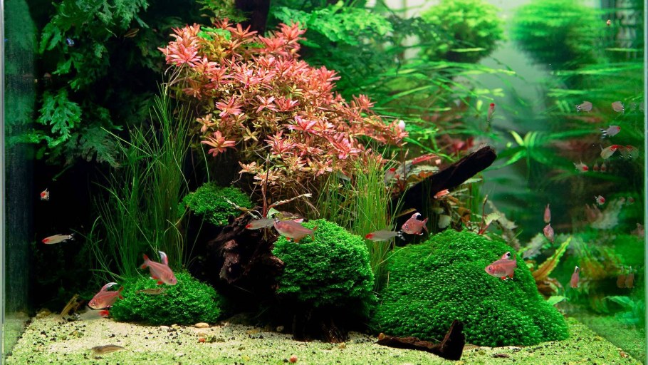 Акваскейп травник