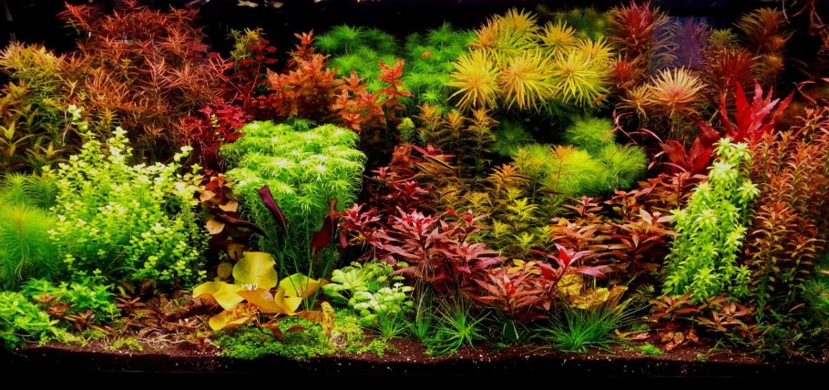 Голландский аквариум травник