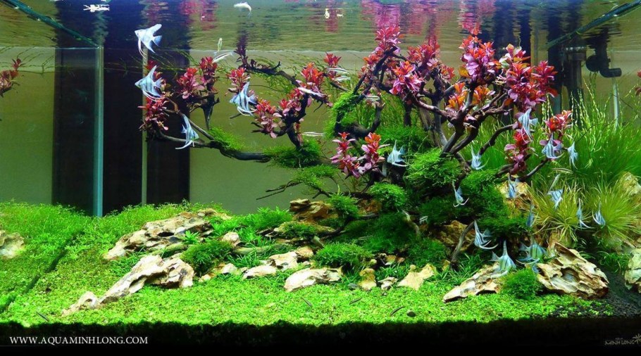 Акваскейп медленный травник