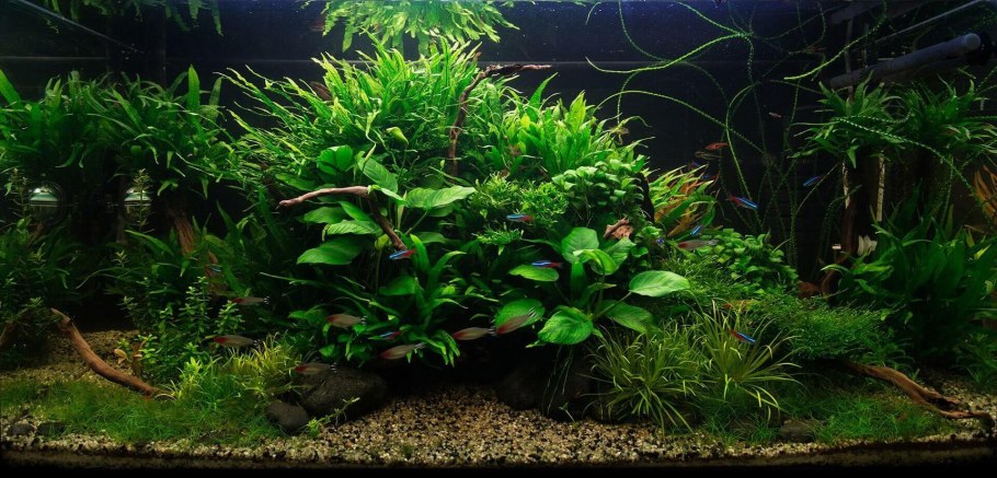 Медленный травник аквариум