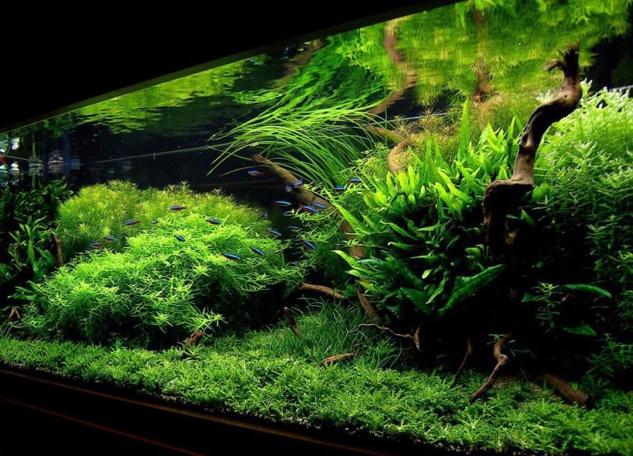 Аквариум травник Амано