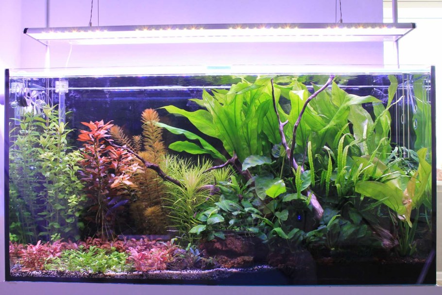 Аквариум травник с эхинодорусами