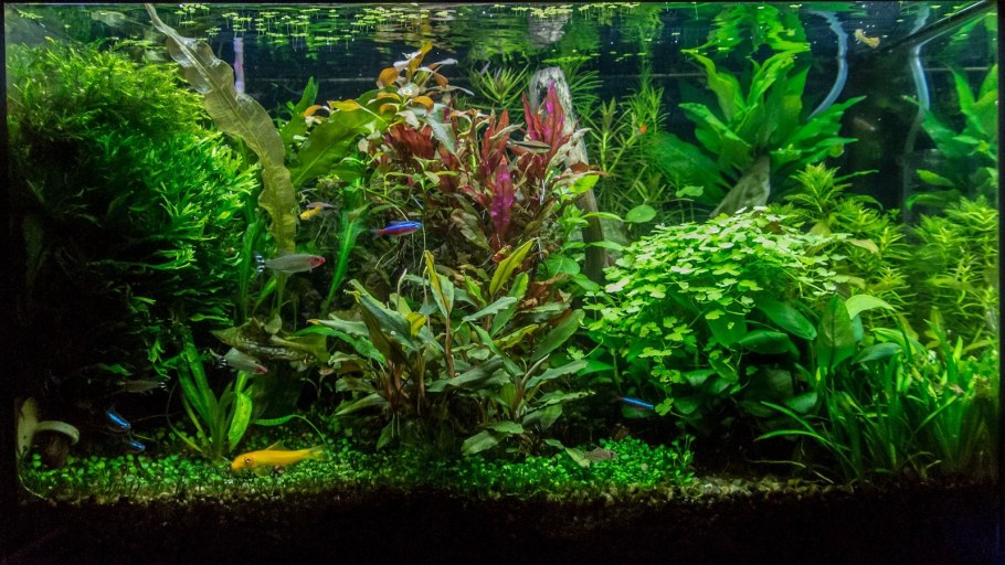 Лимонник компакт аквариумное