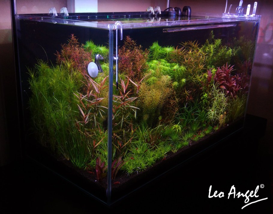 Травник в маленьком аквариуме
