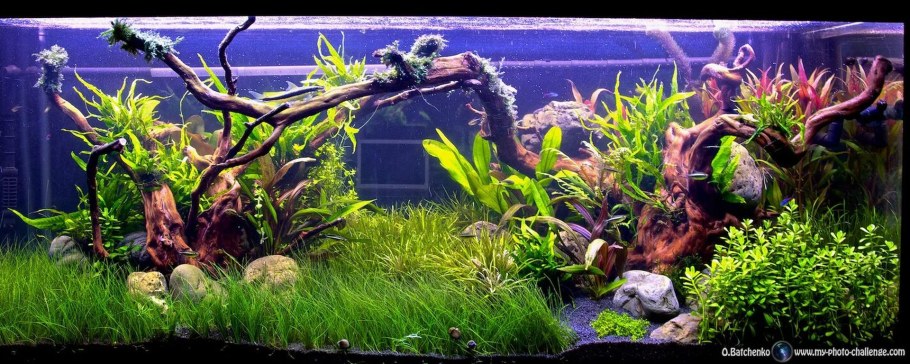 Лучшие аквариумы травники