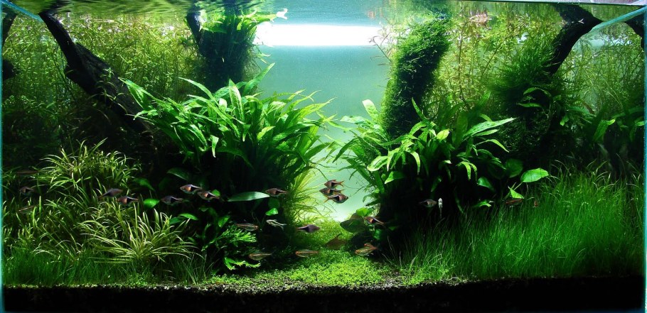Аквариум травник с рыбами