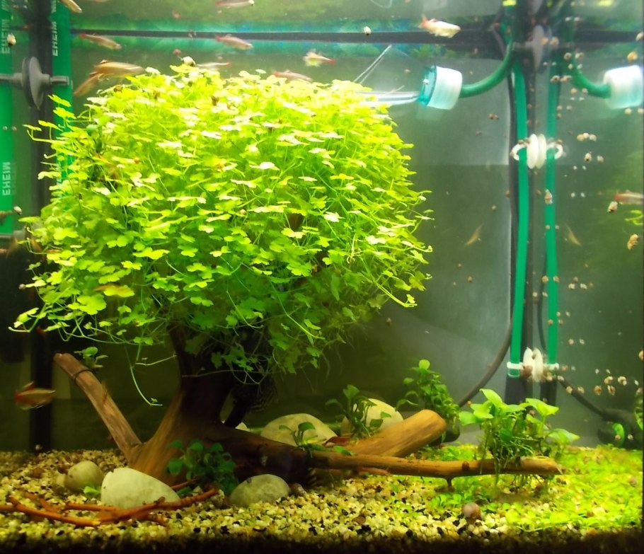 Аквариум травник 100 литров