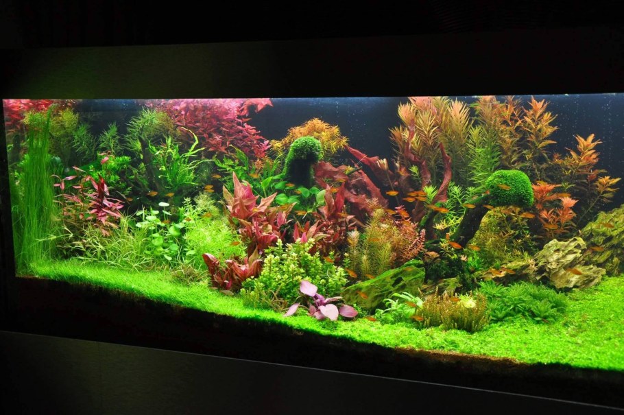 Голландский аквариум травник