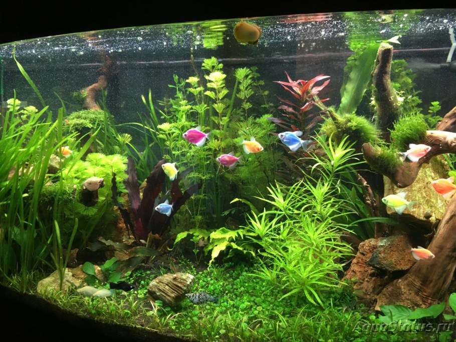 Аквариум травник 50 литров