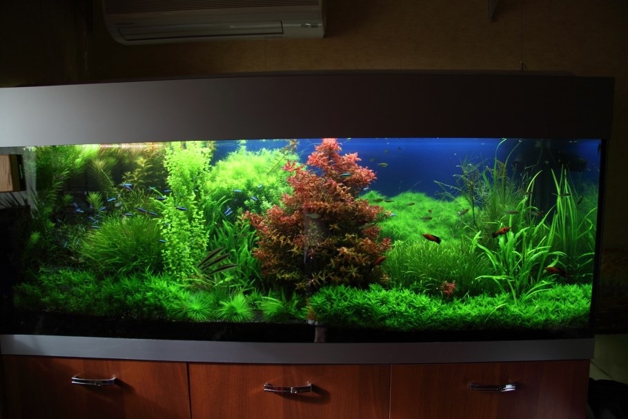 Аквариум травник 200 литров