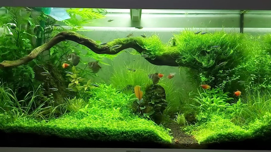 Акваскейп травник