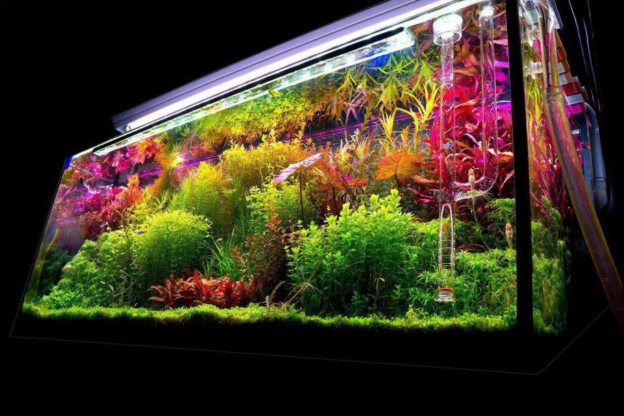 Голландский аквариум травник