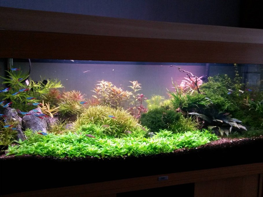 Аквариум травник 240 литров