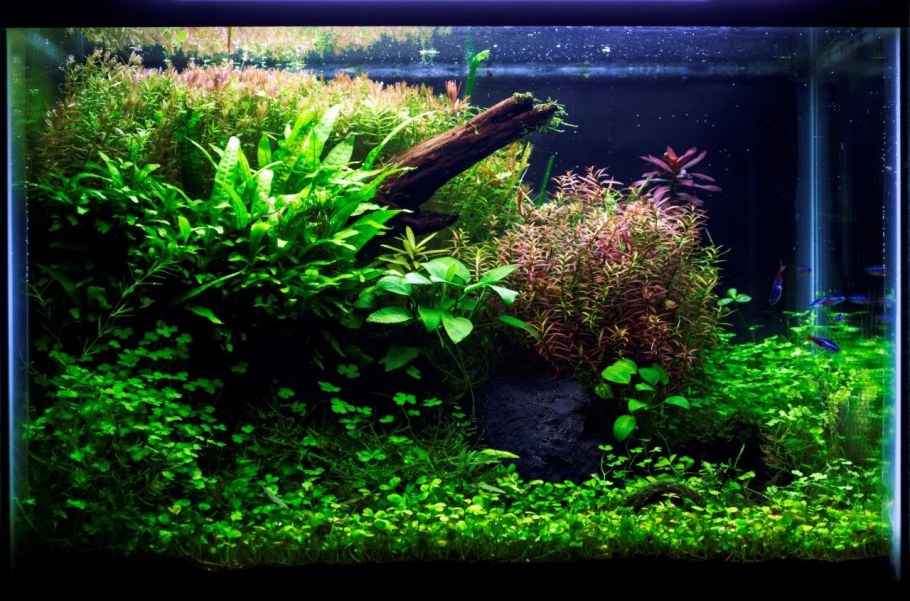 Акваскейп с неонами