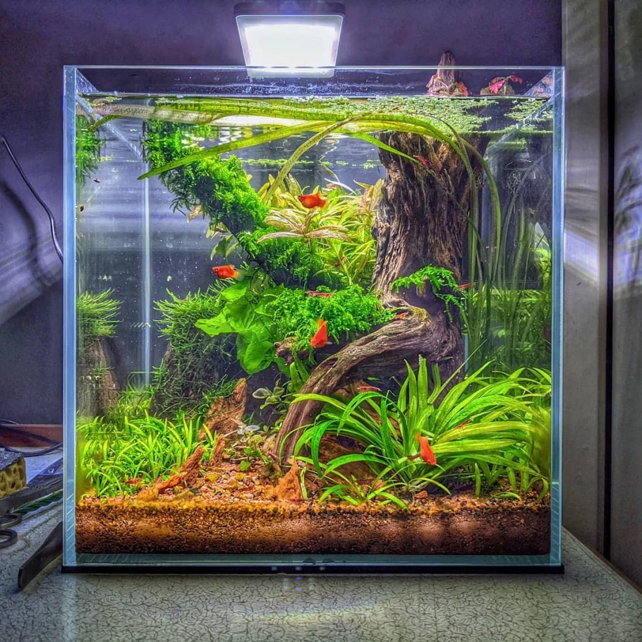 Растения в травник аквариум