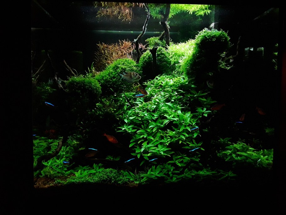 Аквариум с черным грунтом