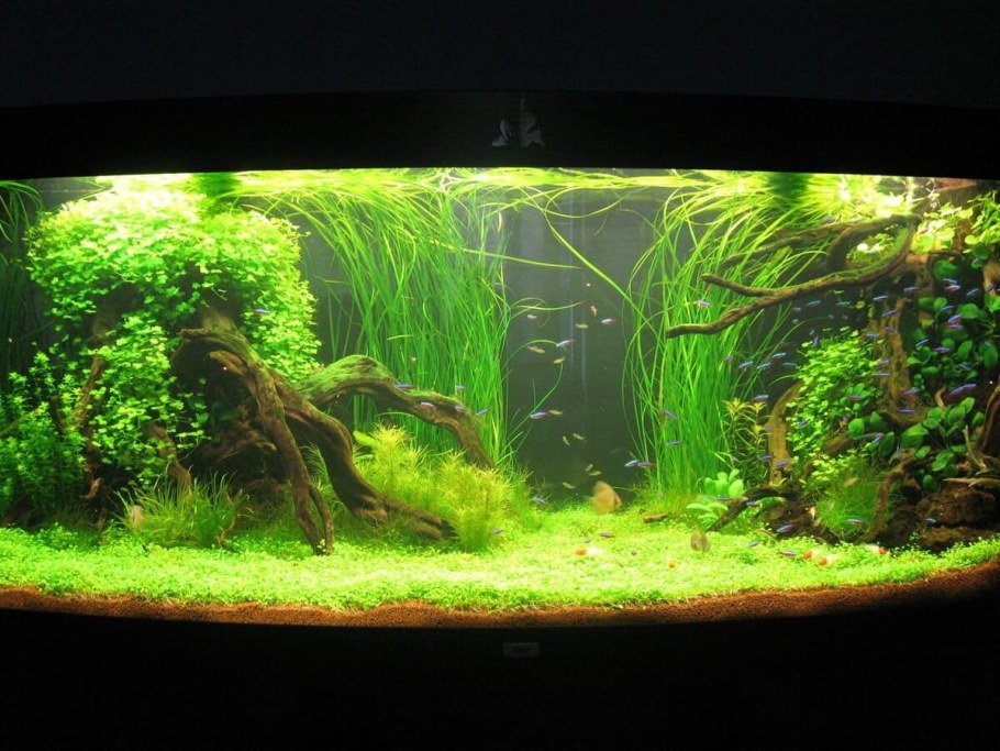 Аквадизайн аквариума 200 литров