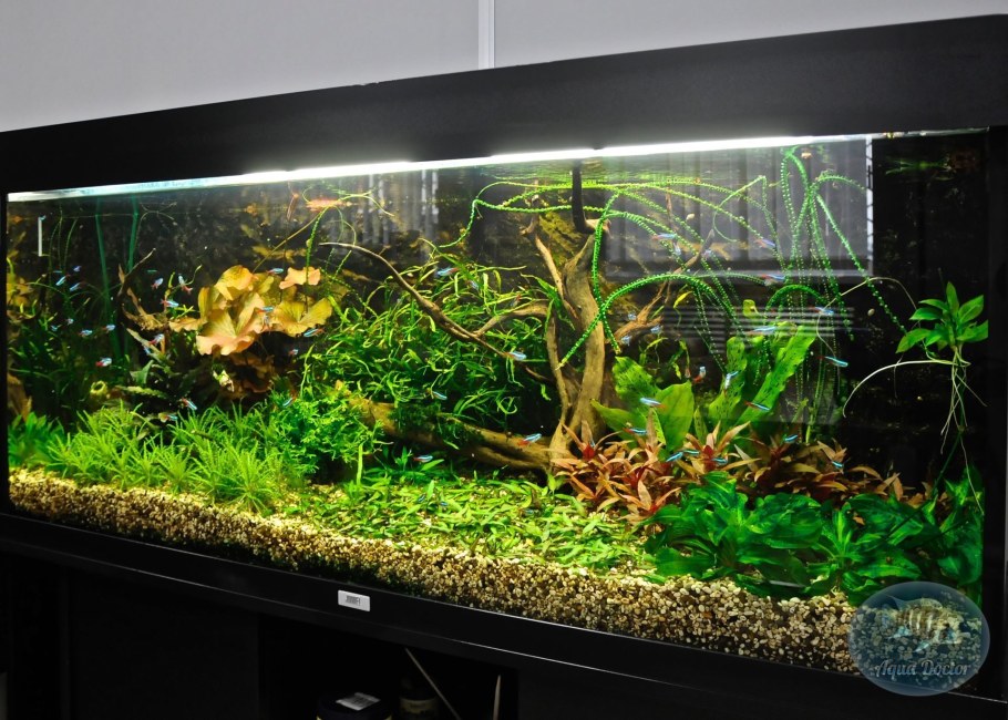 Барбус магазин Сыктывкар