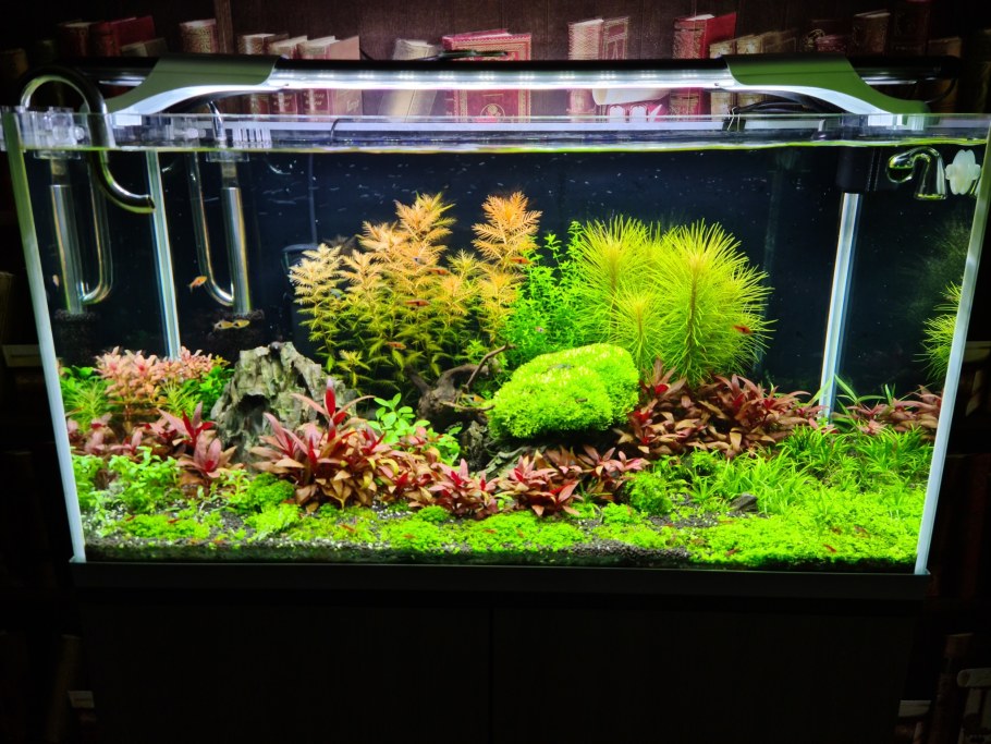 Современный аквариум травник