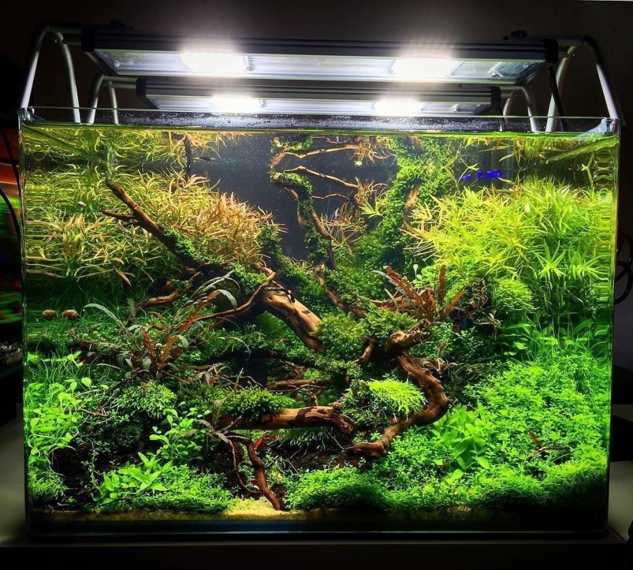 Аквариум акваскейп голландский