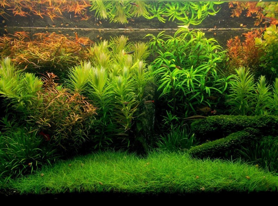 Акваскейп в голландском стиле