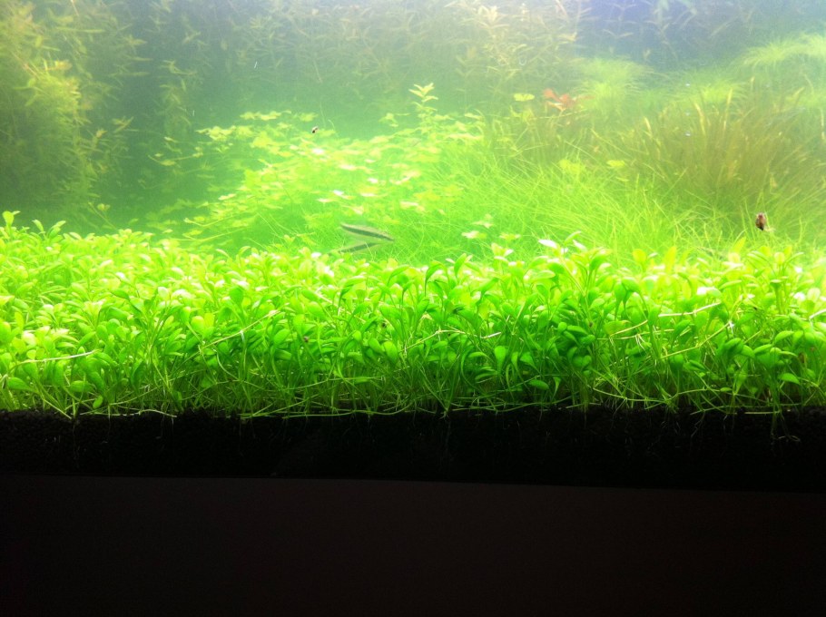 Аквариум травник с камнями