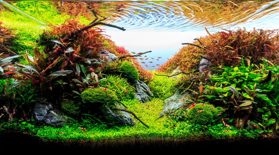 Акваскейп папоротник Трайдент