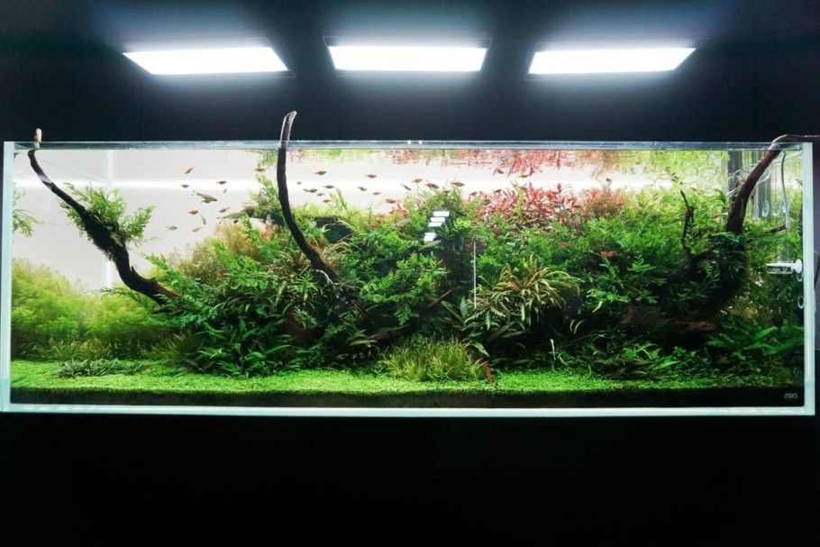 Аквариум травник Амано