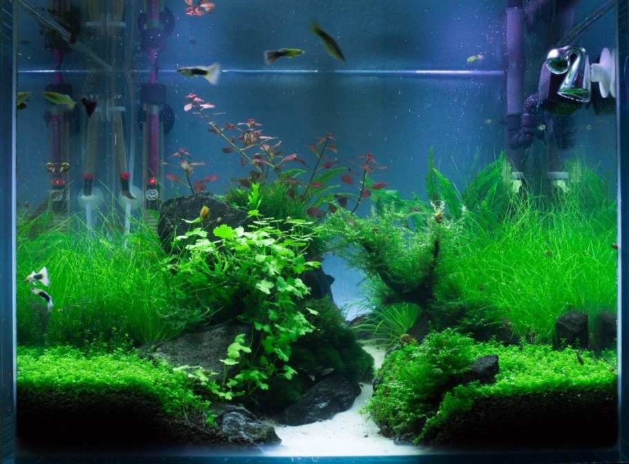 Акваскейп из Juwel 60l