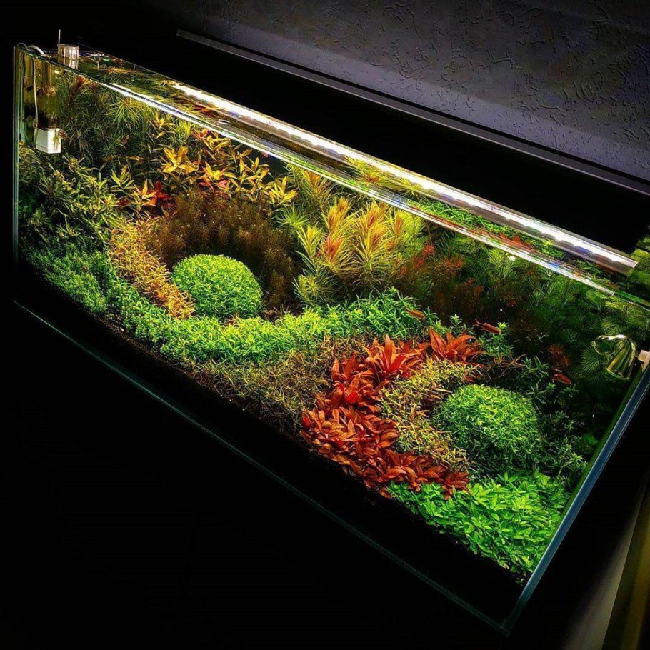 Аквариум акваскейп голландский