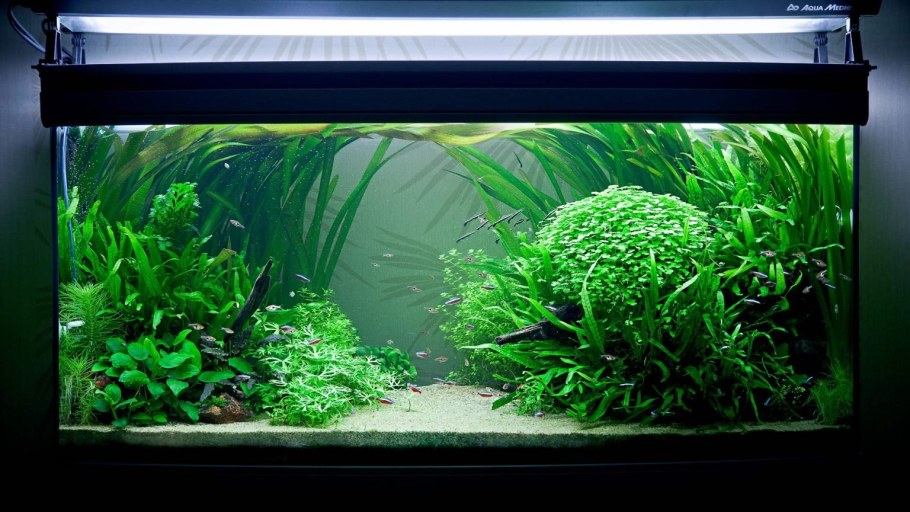 Ломариопсис акваскейп