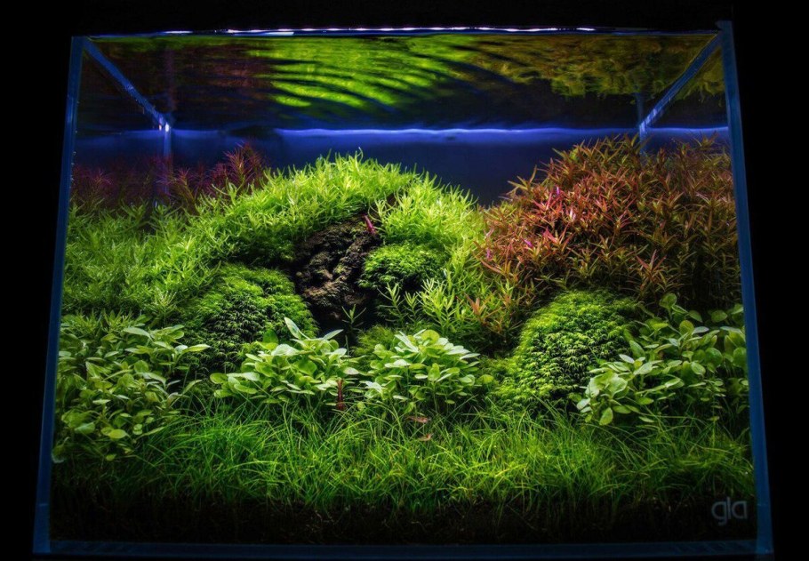 Акваскейп с валлиснерией