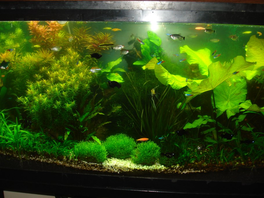 Аквариум травник 100