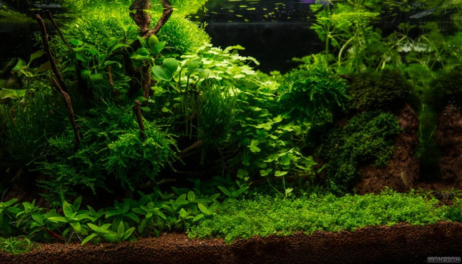 Голландский акваскейп