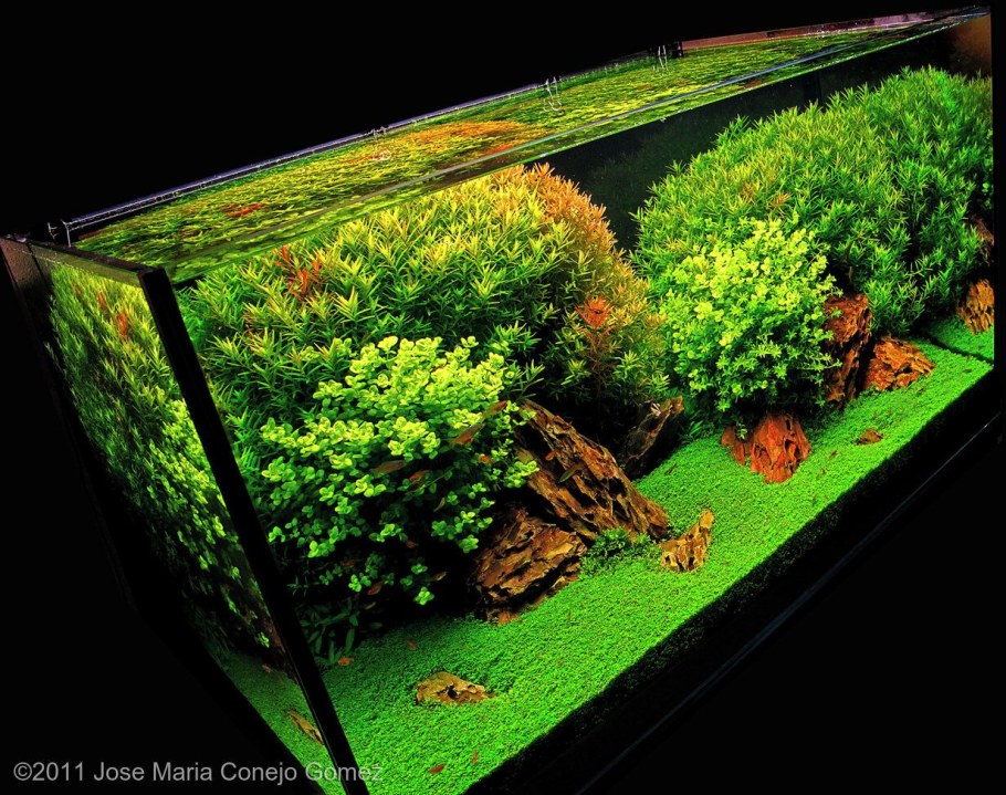 Акваскейп в голландском стиле